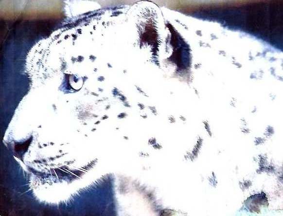 panthère